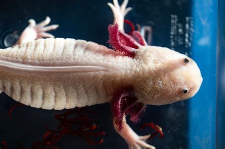 Are axolotls extinct 2021?