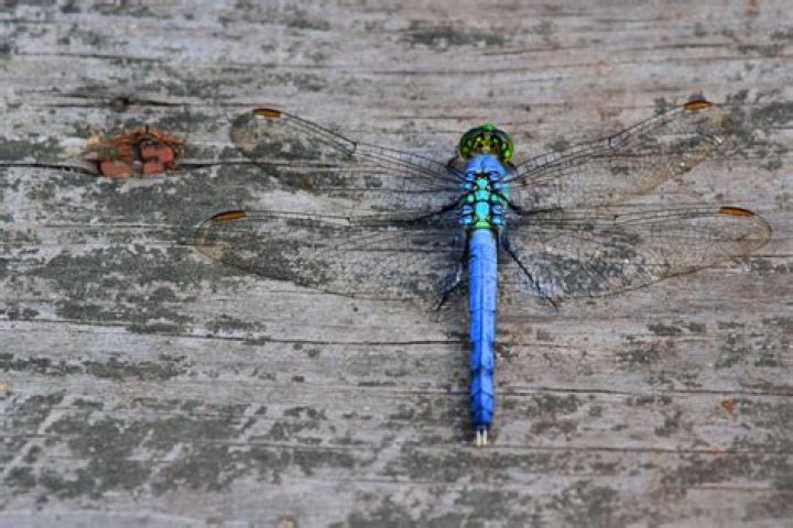Are dragonflies vicious?