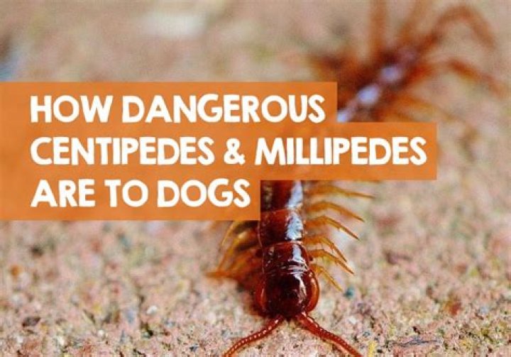 Are house centipedes toxic to dogs?