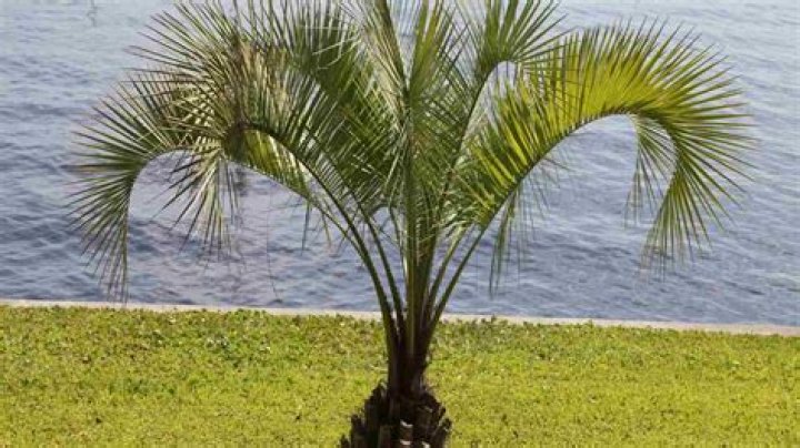 Are palm trees a lot of maintenance?