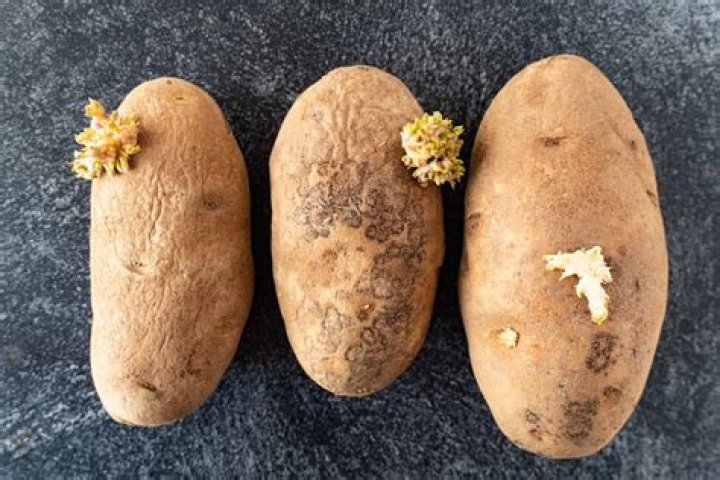Are potatoes toxic to horses?