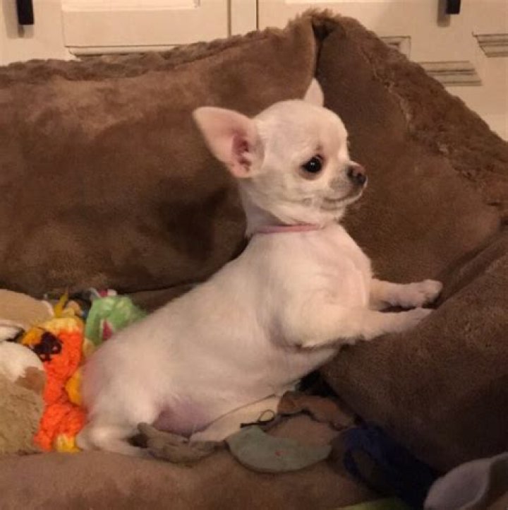 Are pure white Chihuahuas rare?