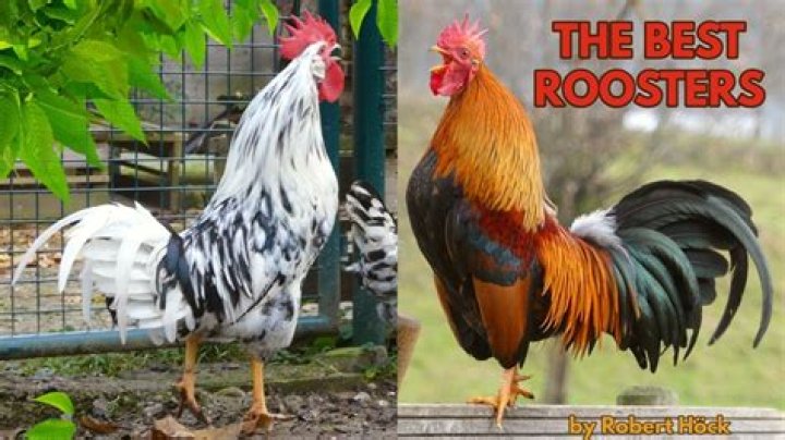 Are roosters good with kids?