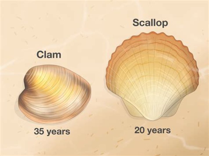 Are scallops high end?