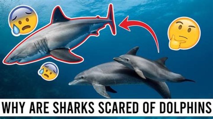 Are sharks scared of dolphins?