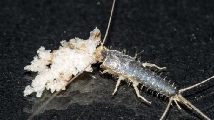 Are silverfish blind?