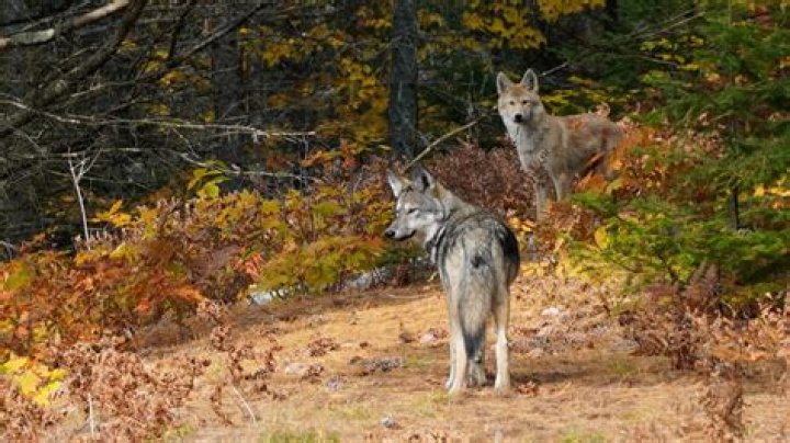 Are there wolves in Cades Cove?