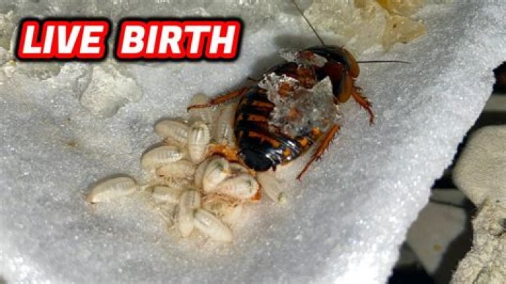 Can a dead cockroach give birth?