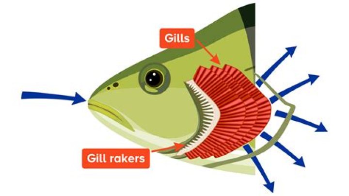 Can a gill hooked fish survive?