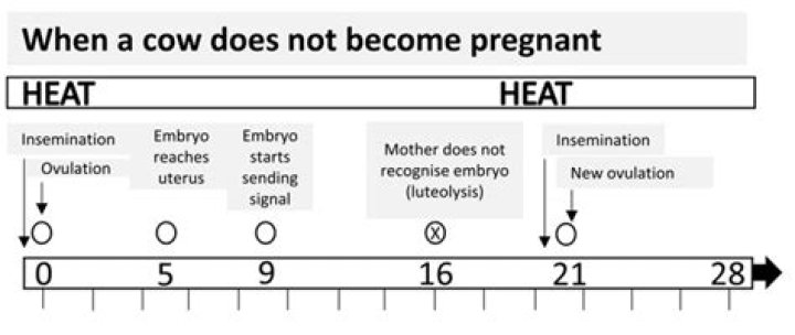Can a pregnant cow show signs of heat?