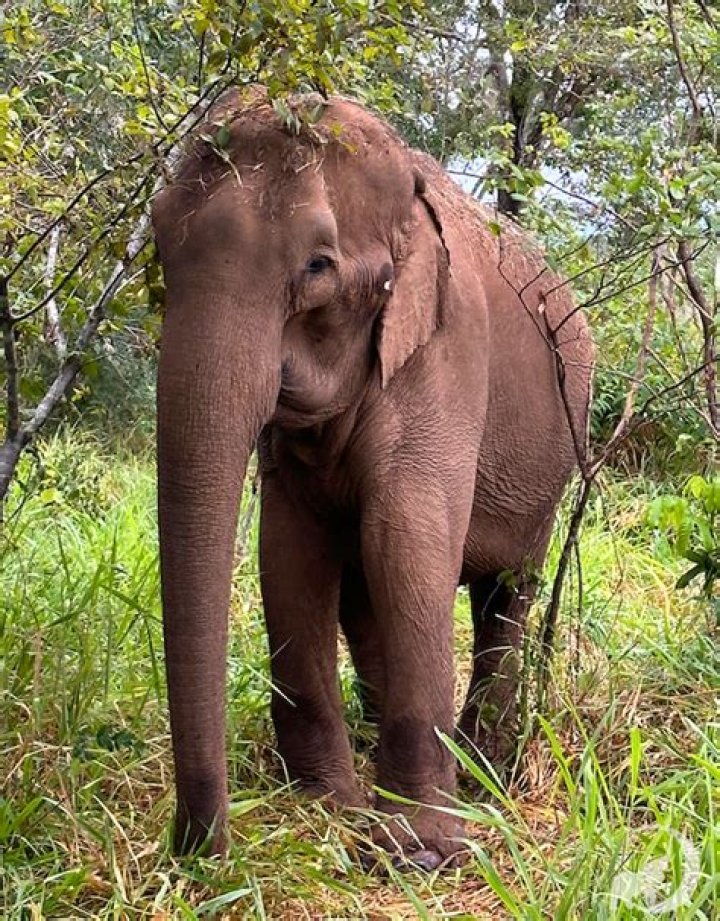 Can an elephant's tusks grow back?