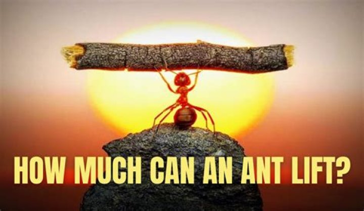 Can ants lift a car?