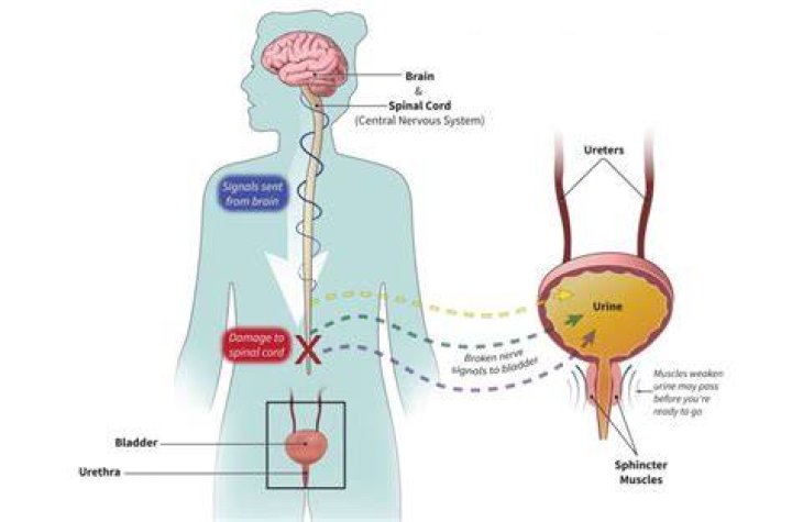 Can B12 cause bladder problems?