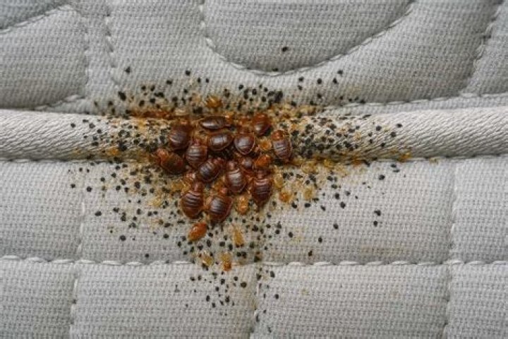 Can bed bugs drop from the ceiling?