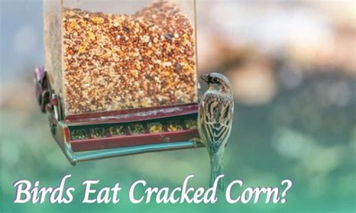 Can birds eat corn flakes?