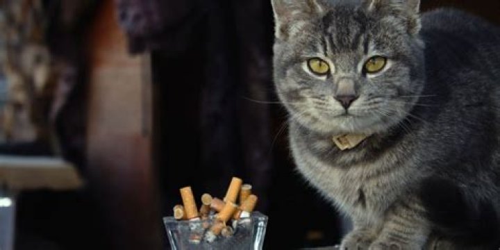 Can cats get high from blowing smoke?