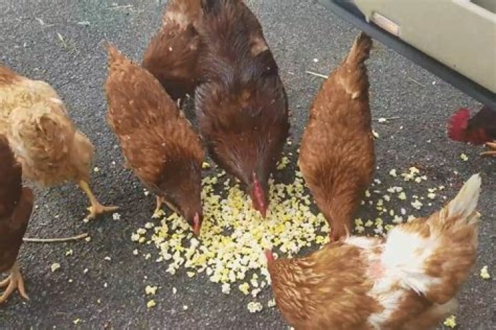 Can chickens eat unpopped popcorn?