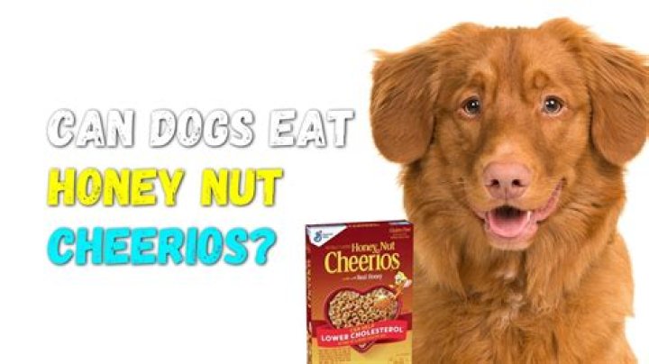 Can dogs eat honey Nut Cheerios?