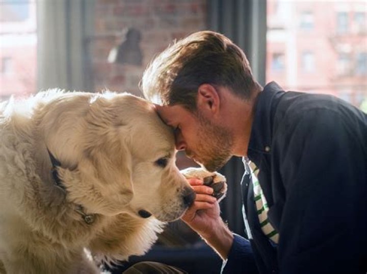 Can dogs sense when you love someone?