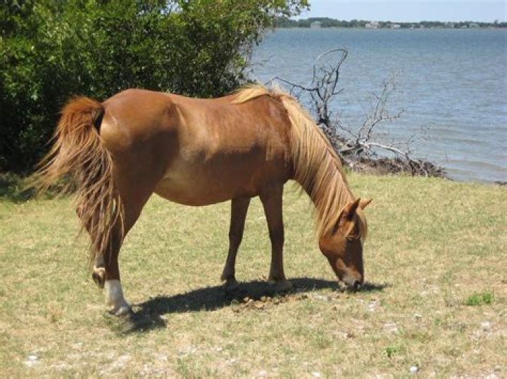 Can horses remember you?