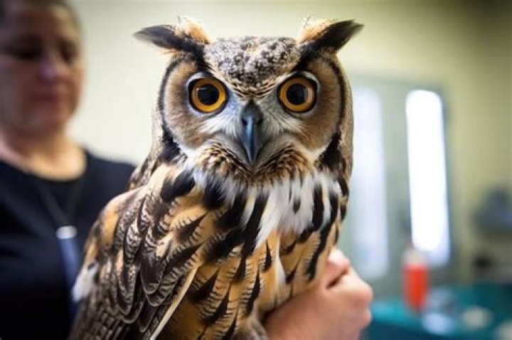 Can I buy an owl?