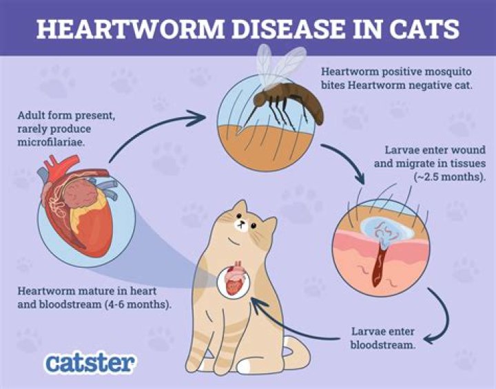 Can I get heartworm medicine without a vet?