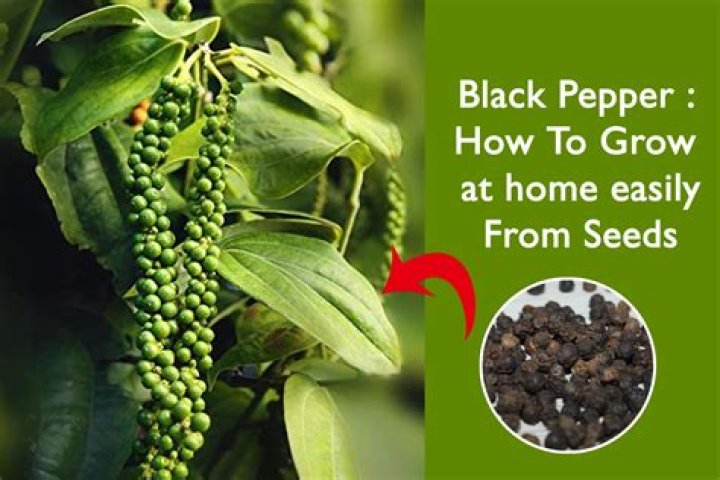 Can I sprinkle black pepper on my plants?