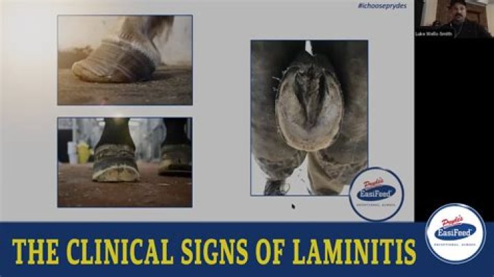 Can laminitis come on overnight?
