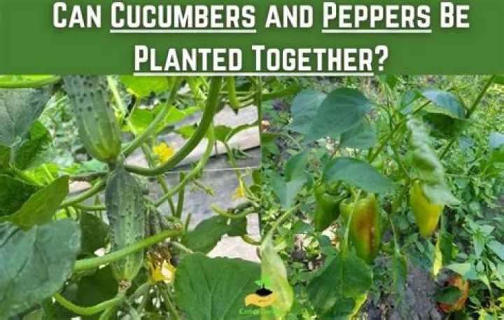 Can peppers and cucumbers be planted together?