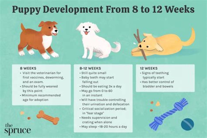 Can puppies go outside before 12 weeks?