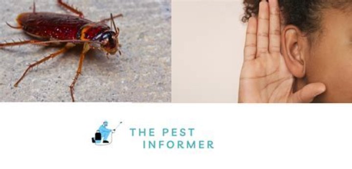 Can roaches hear?