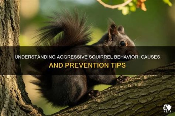 Can squirrels become aggressive?
