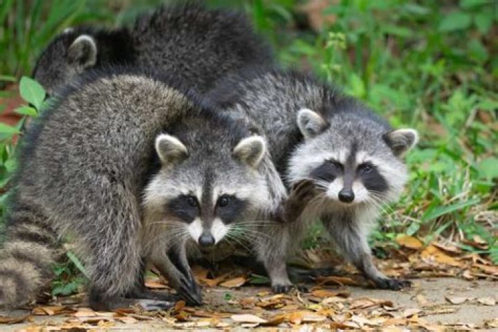 Can vinegar repel raccoons?