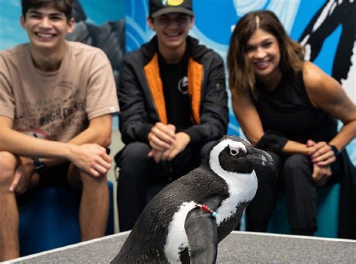 Can you hug a penguin?