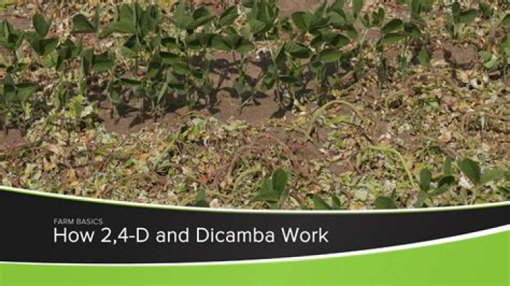 Can you mix 2,4-D and dicamba?