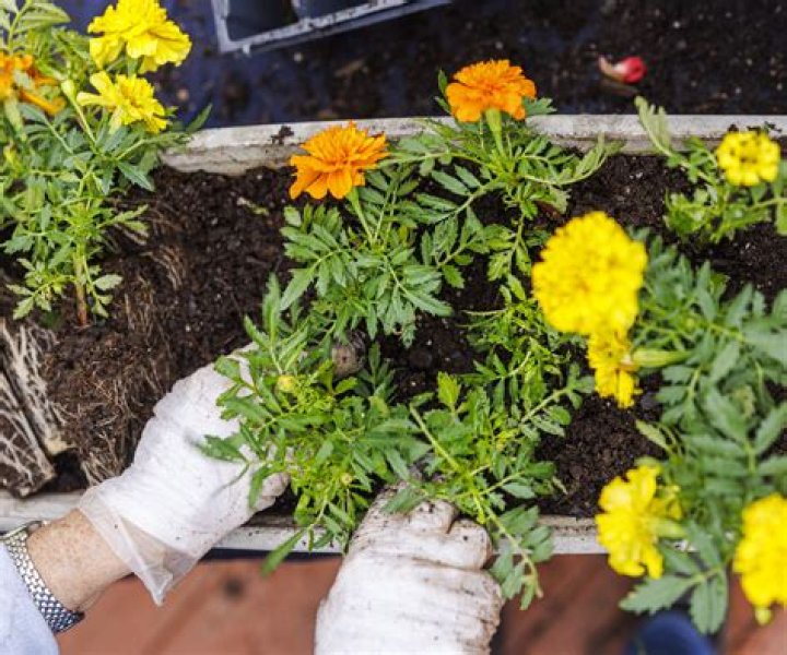 Can you plant marigolds with zucchini?