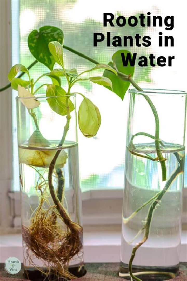 Can you root hosta in water?