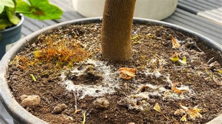 Can you stop mold from growing?