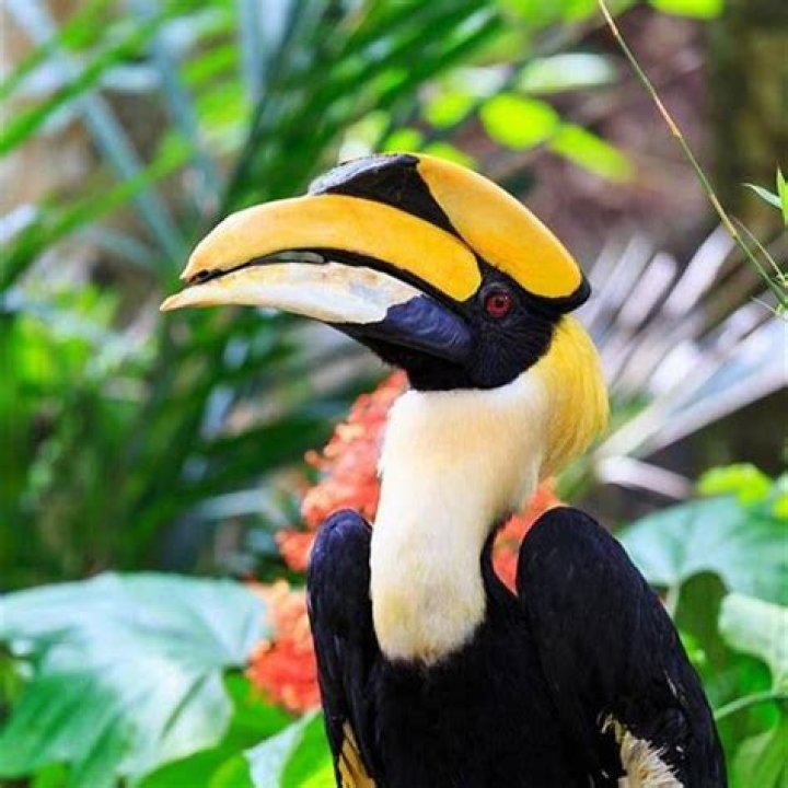 Do birds like their beaks rubbed?
