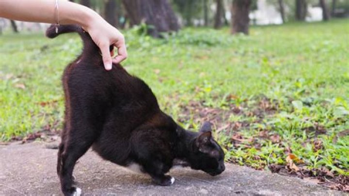 Do cats enjoy killing?