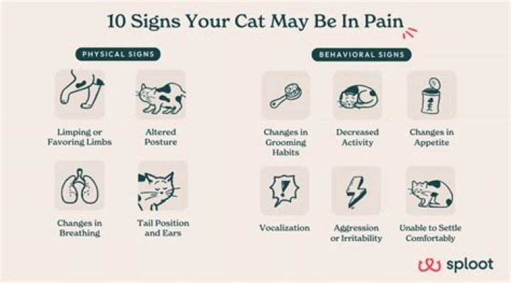 Do cats feel pain when they fall?
