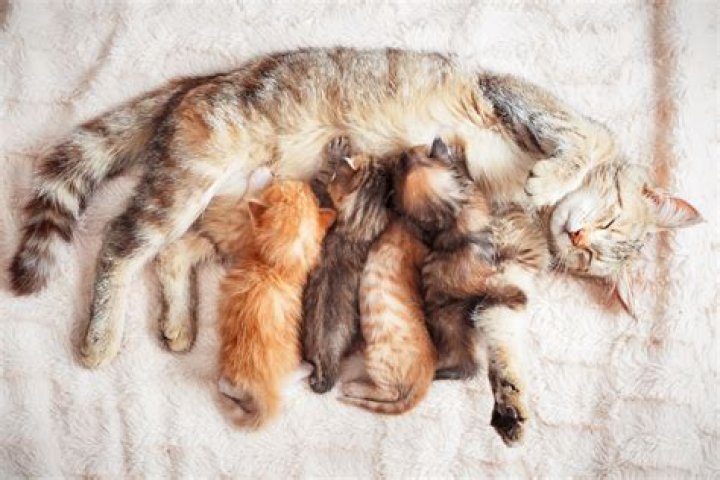 Do cats forget their kittens?