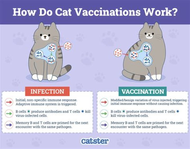Do cats know we are not cats?