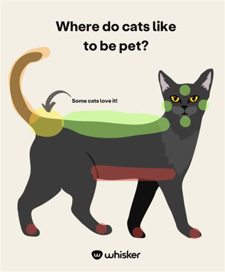 Do cats like being in the dark?