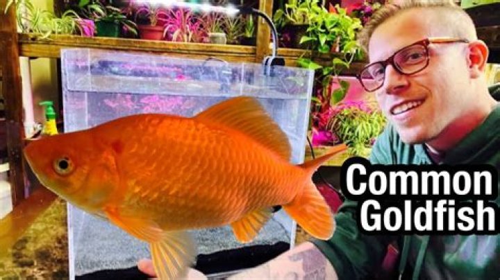 Do gold fish get bored?