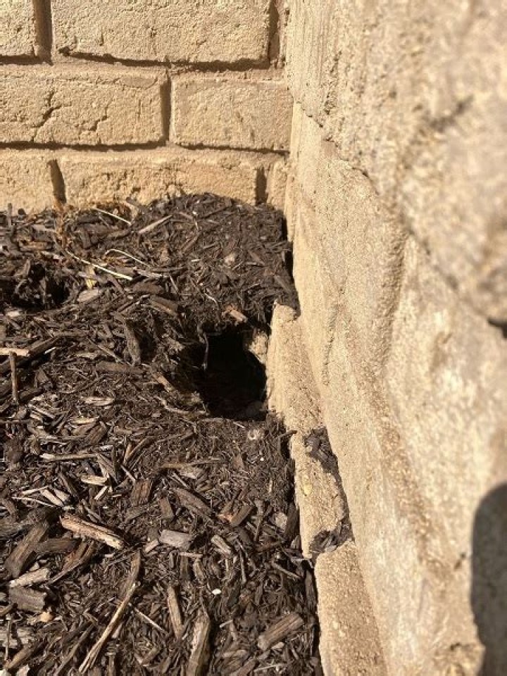 Do groundhogs burrow under houses?
