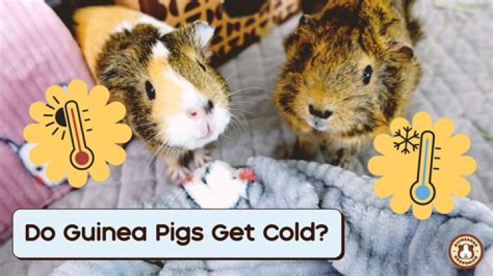 Do guinea pigs feel the cold?
