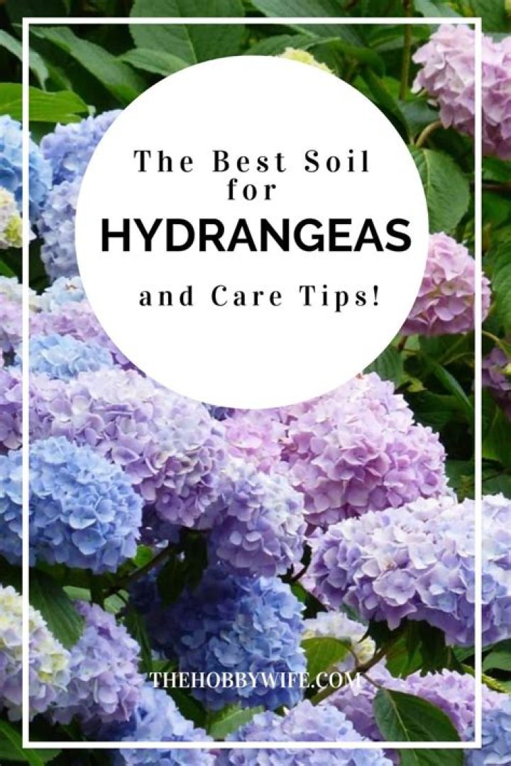 Do Hydrangeas like Epsom salt?
