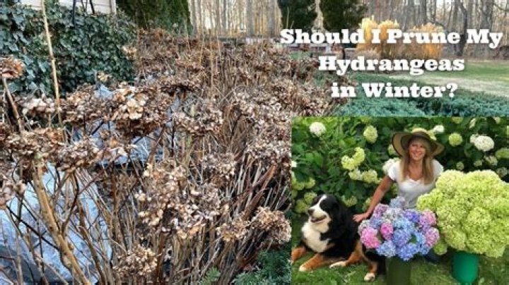 Do hydrangeas lose their leaves in winter?