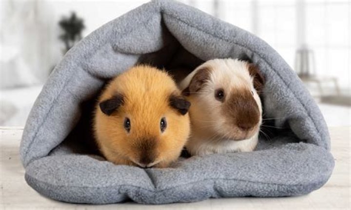 Do pigs sleep all day?